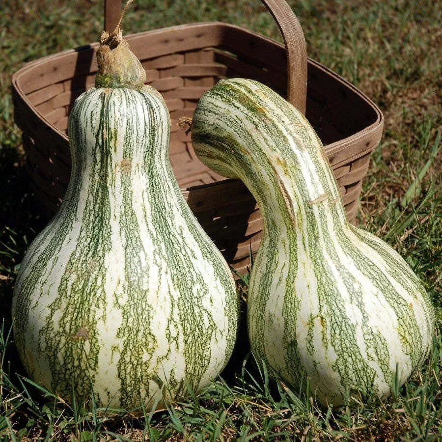 Cushaw Green Striped Squash Seeds for Garden and Container Planting