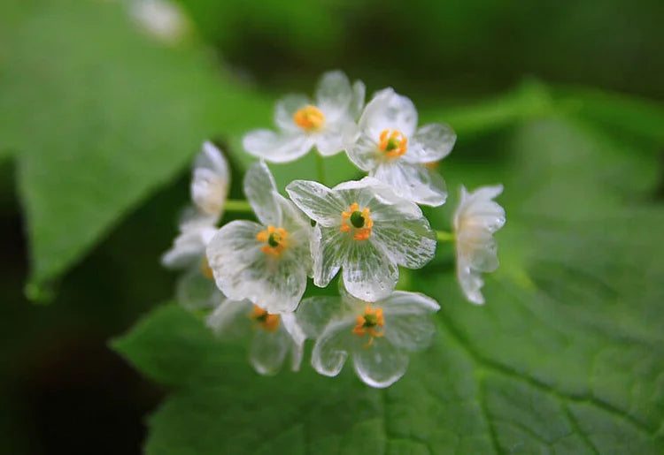 Skeleton Flower Diphylleia Grayi Flowering Seeds For Planting in shaded backyard gardens and decorative pots