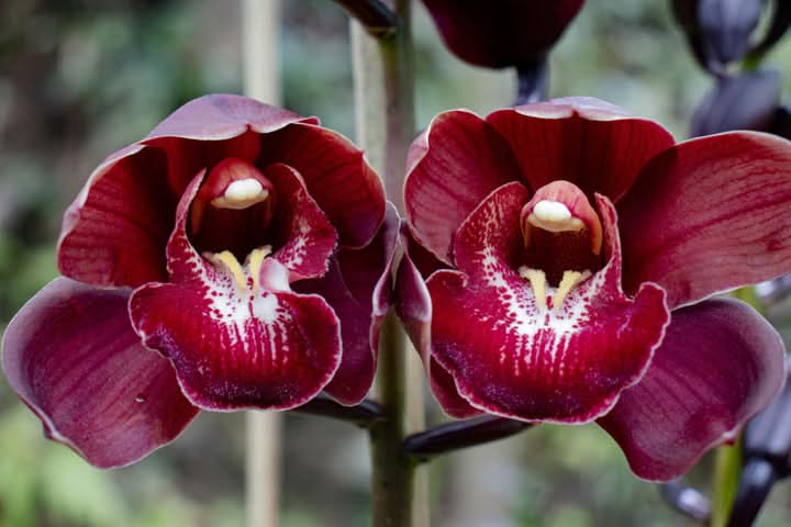 Cymbidium Flower Seeds for Planting – Organic, Heirloom, Non-GMO Orchid Seeds
