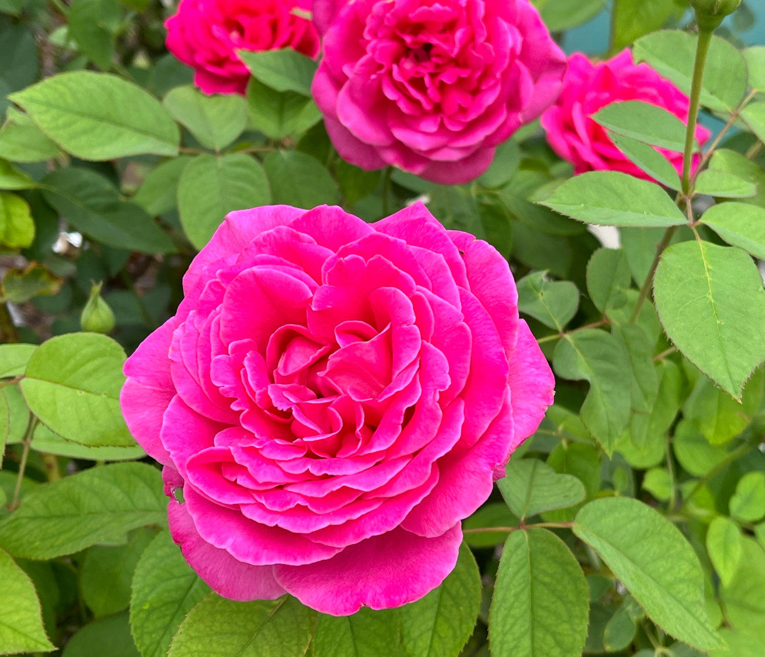 Perennial Rosa Chinensis China Rose Seeds