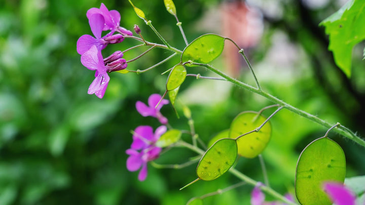 Heirloom Non-GMO Lunaria Money Plant Seeds for Planting – Violet Blooms with Decorative Seed Pods for Gardens