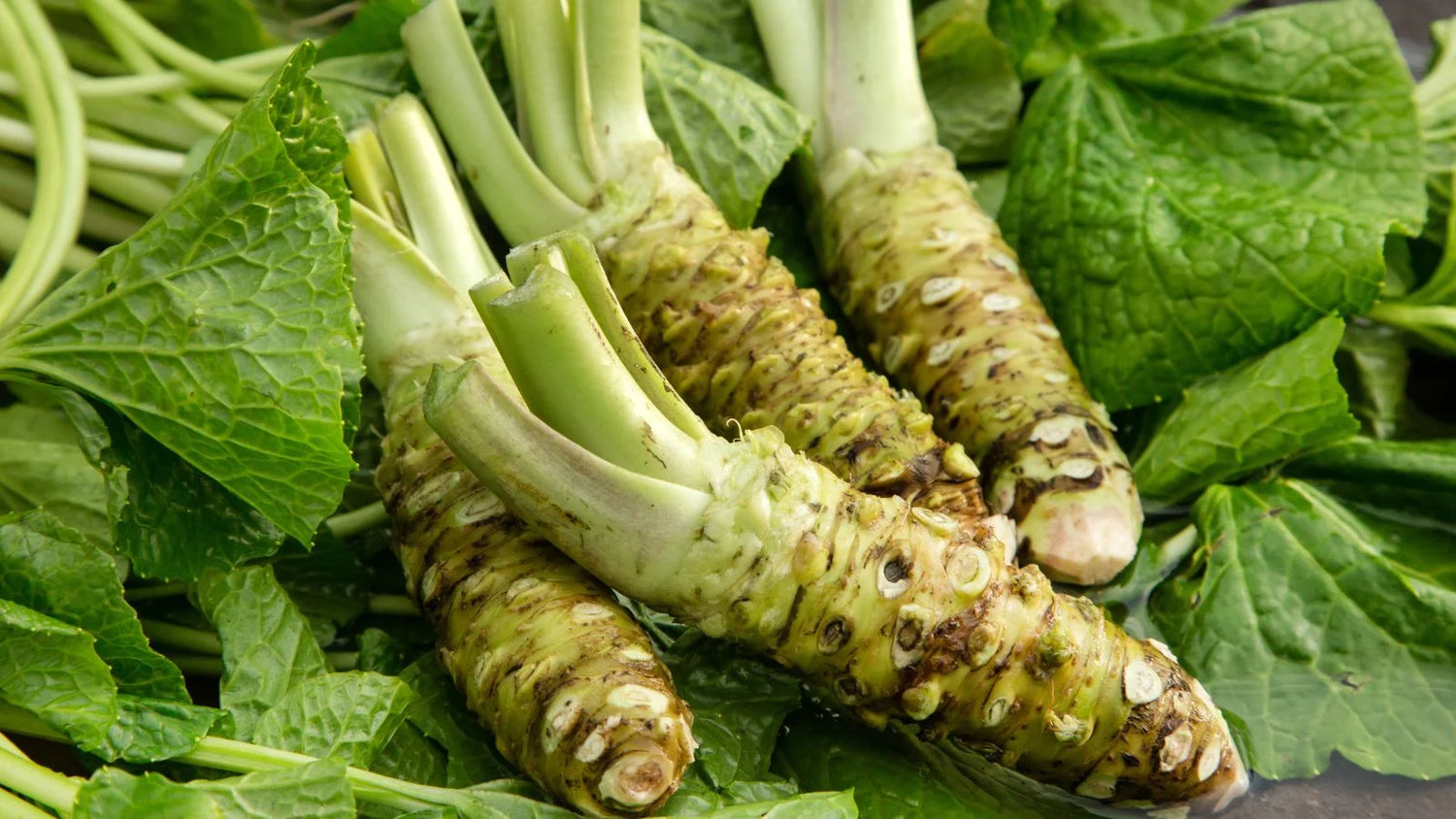 Daruma Wasabi Seeds for Planting - Heirloom and Non-GMO Garden Seeds