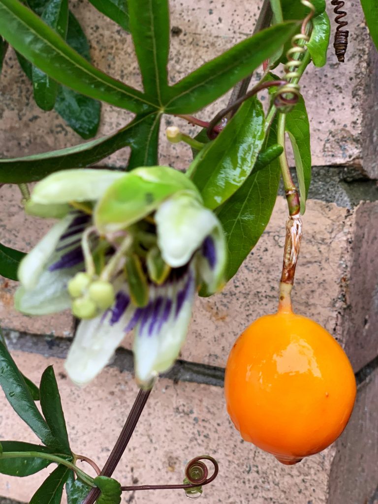 Blue Passionfruit Seeds (Passiflora edulis var. caerulea)