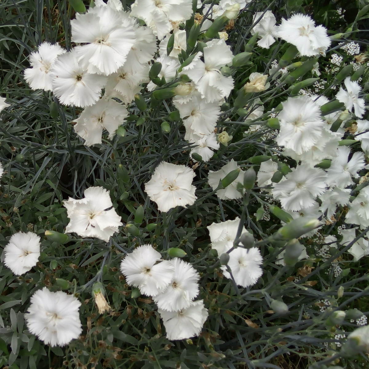 Carnation Grenadin White Seeds