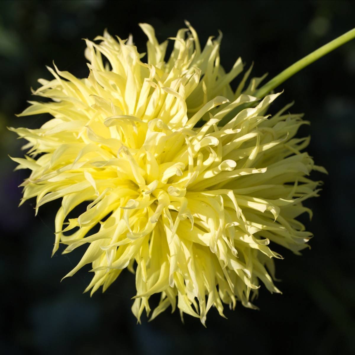 Aster Ostrich Yellow Feather Seeds