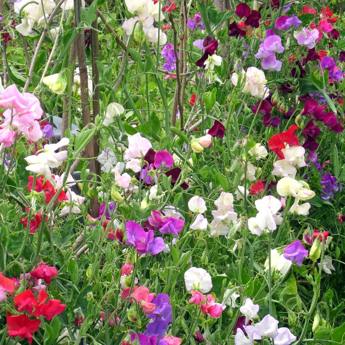 Sweet Pea Multiflora Colorama Mix Seeds