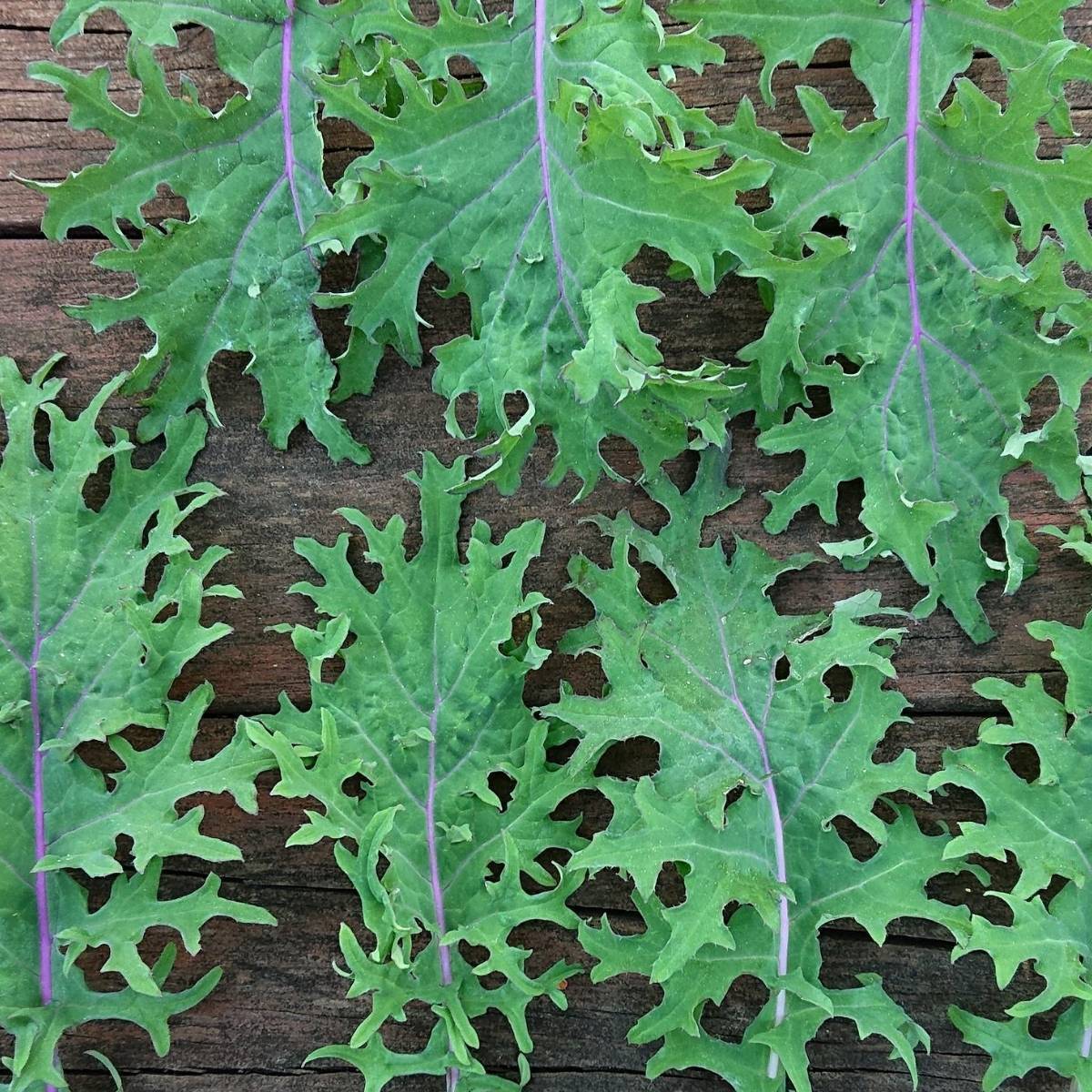 Red Russian Kale Seeds