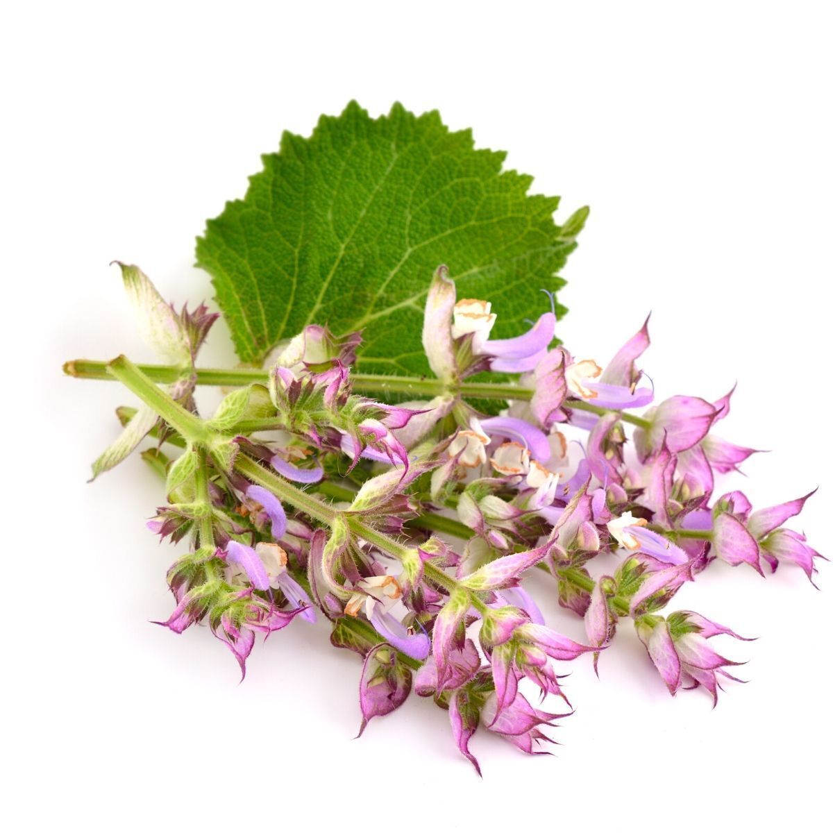 Clary Sage Seeds