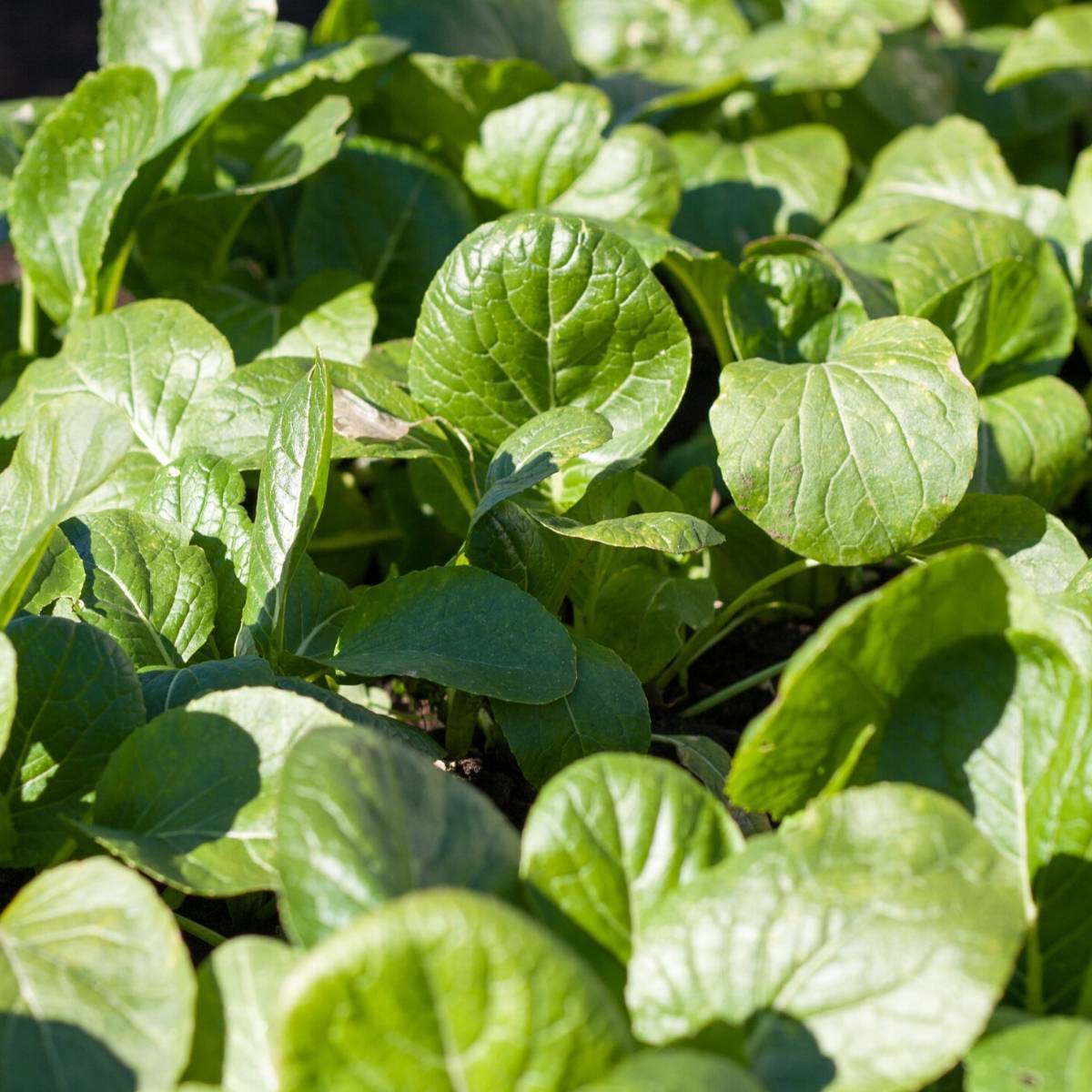 Tender Green Mustard Greens Seeds