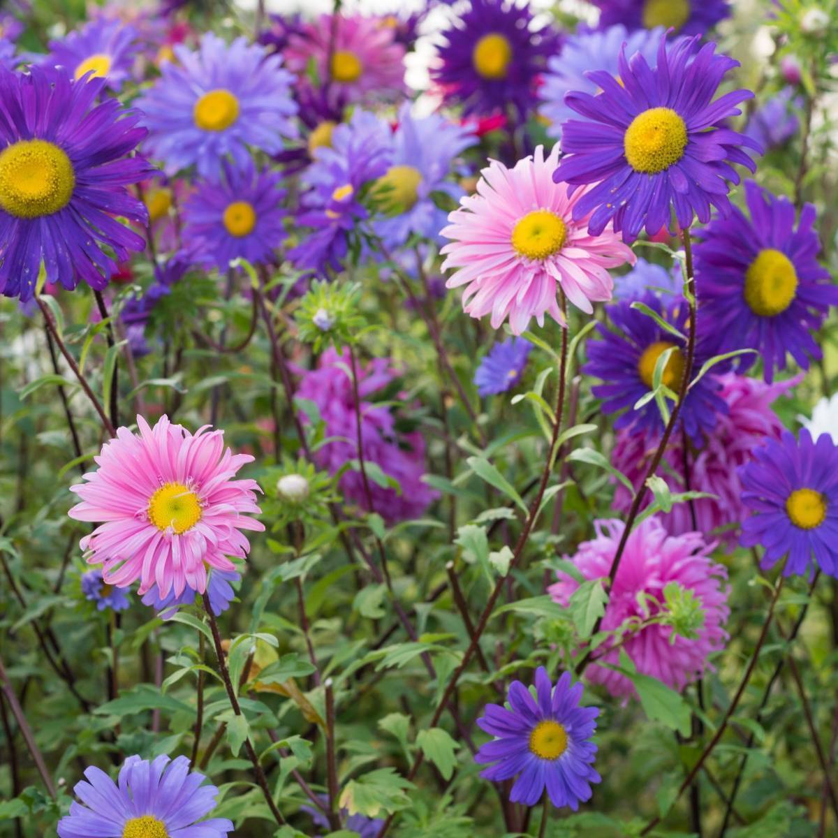 Aster Giant Ray Mix Seeds