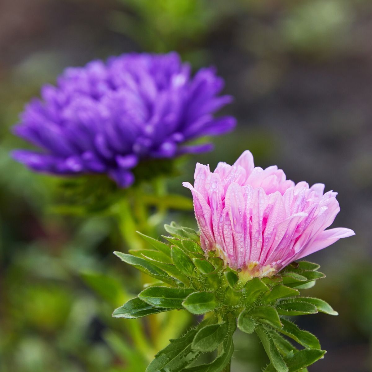 Aster Double Rainbow Mix Seeds