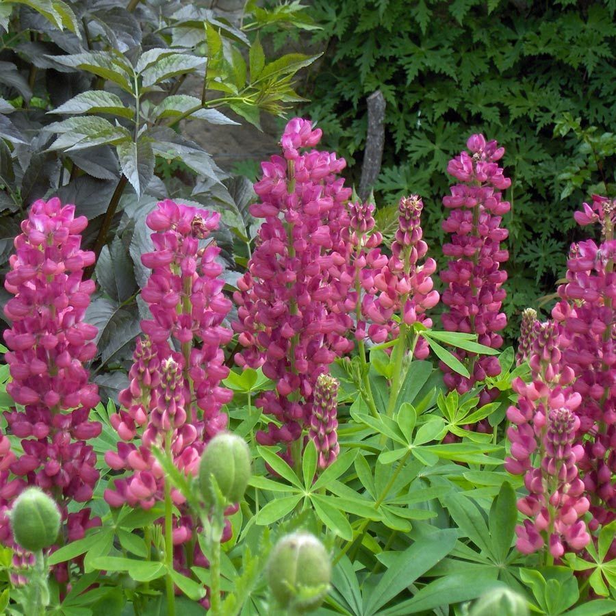 Lupin Nigrescens Pink Seeds