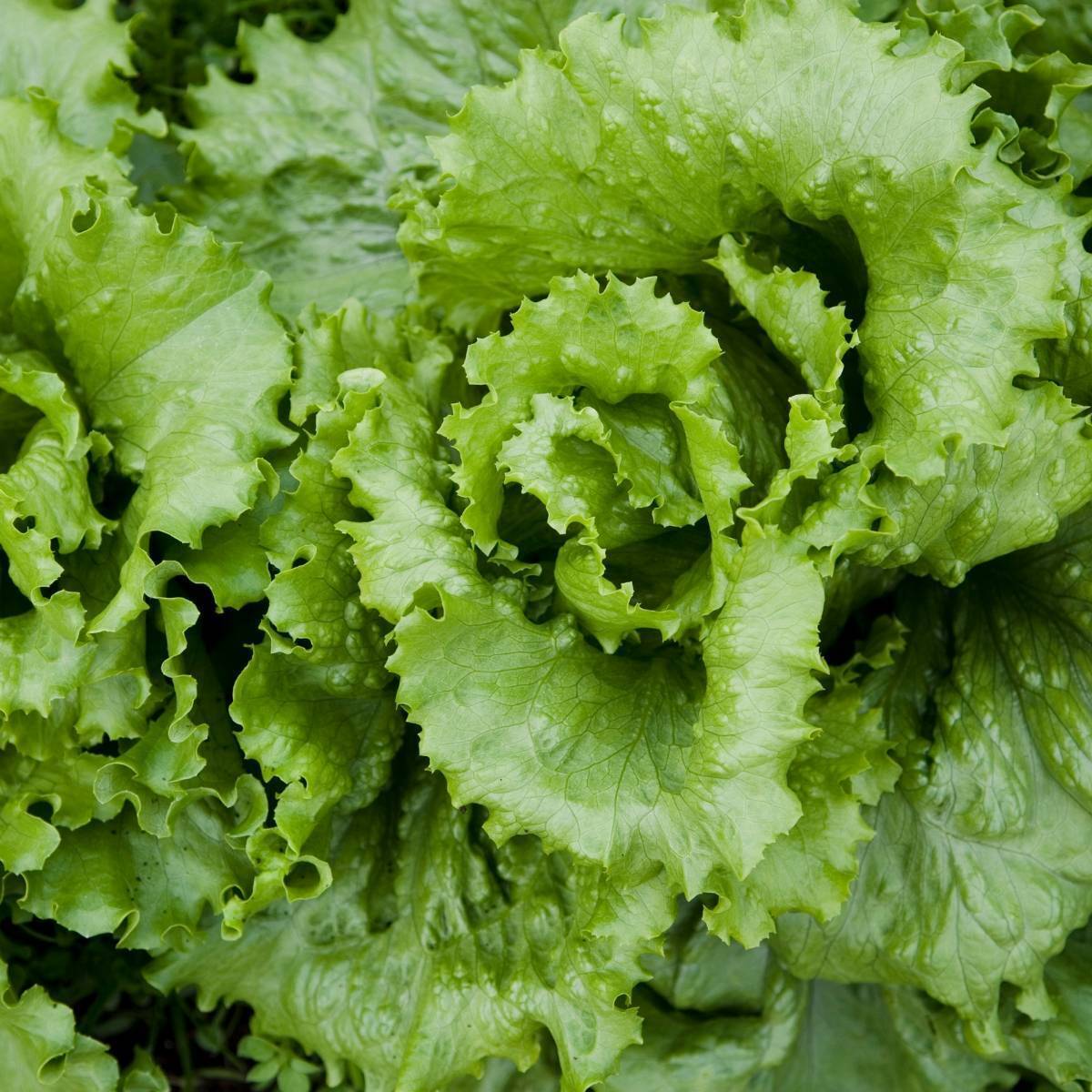 Black Seeded Lettuce Seeds