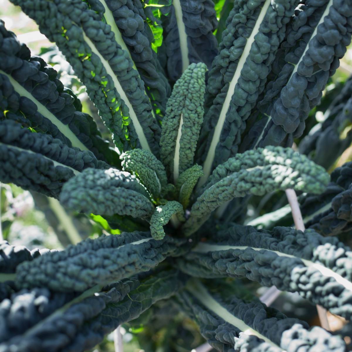 Black Toscana Kale Seeds