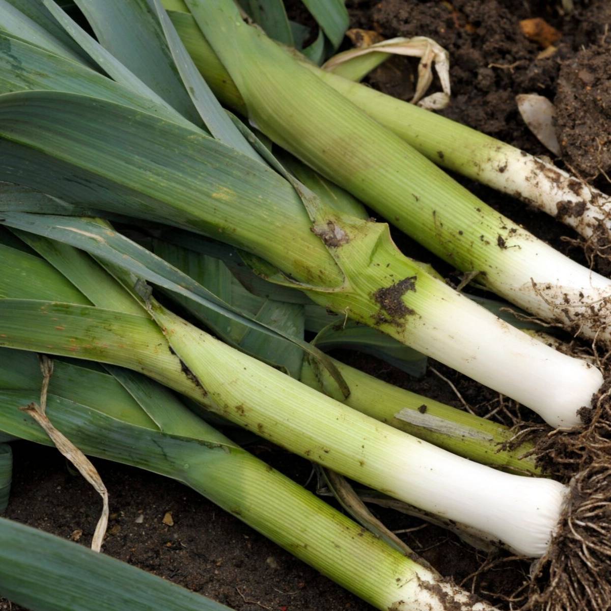 Bulgarian Giant Leek Seeds