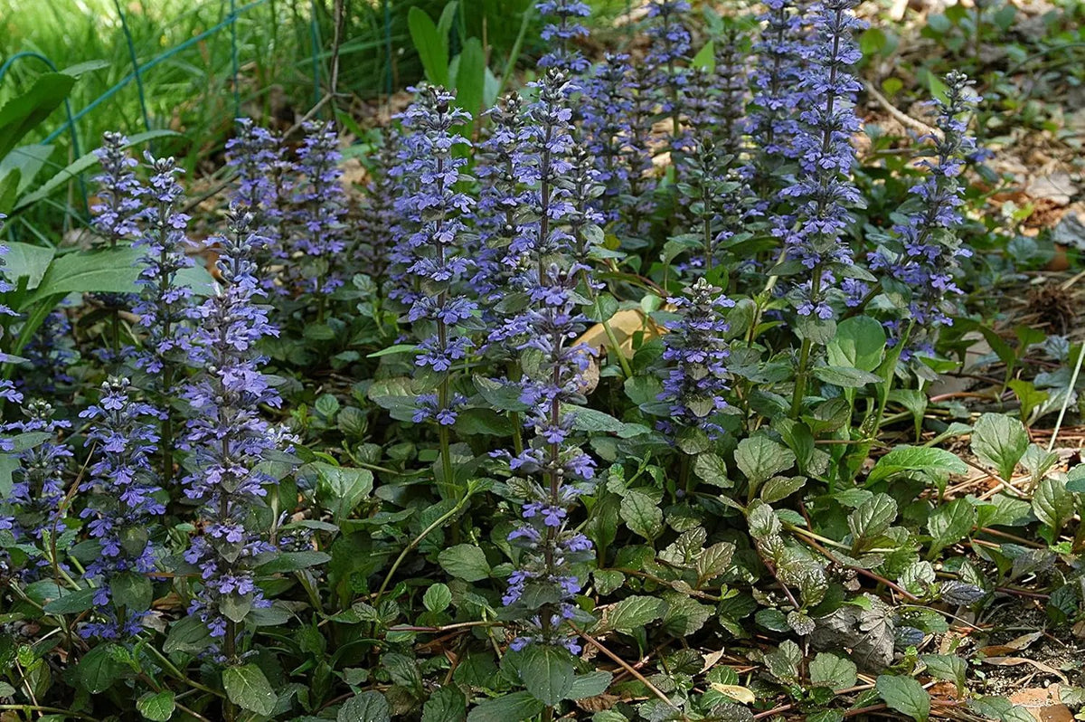 Ajuga Reptans Flower Seeds for Garden - NON GMO Seeds Dhara Seeds
