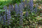 Ajuga Reptans Flower Seeds for Garden - NON GMO Seeds for planting in home garden