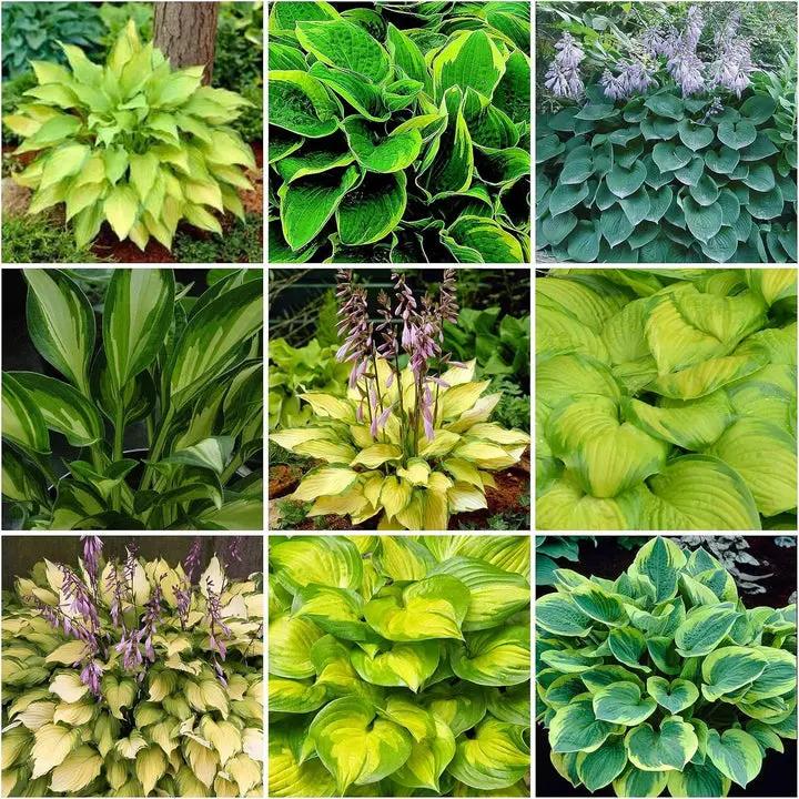 Hosta Jardin Plant Seeds for Planting - NON GMO Seeds Dhara Seeds