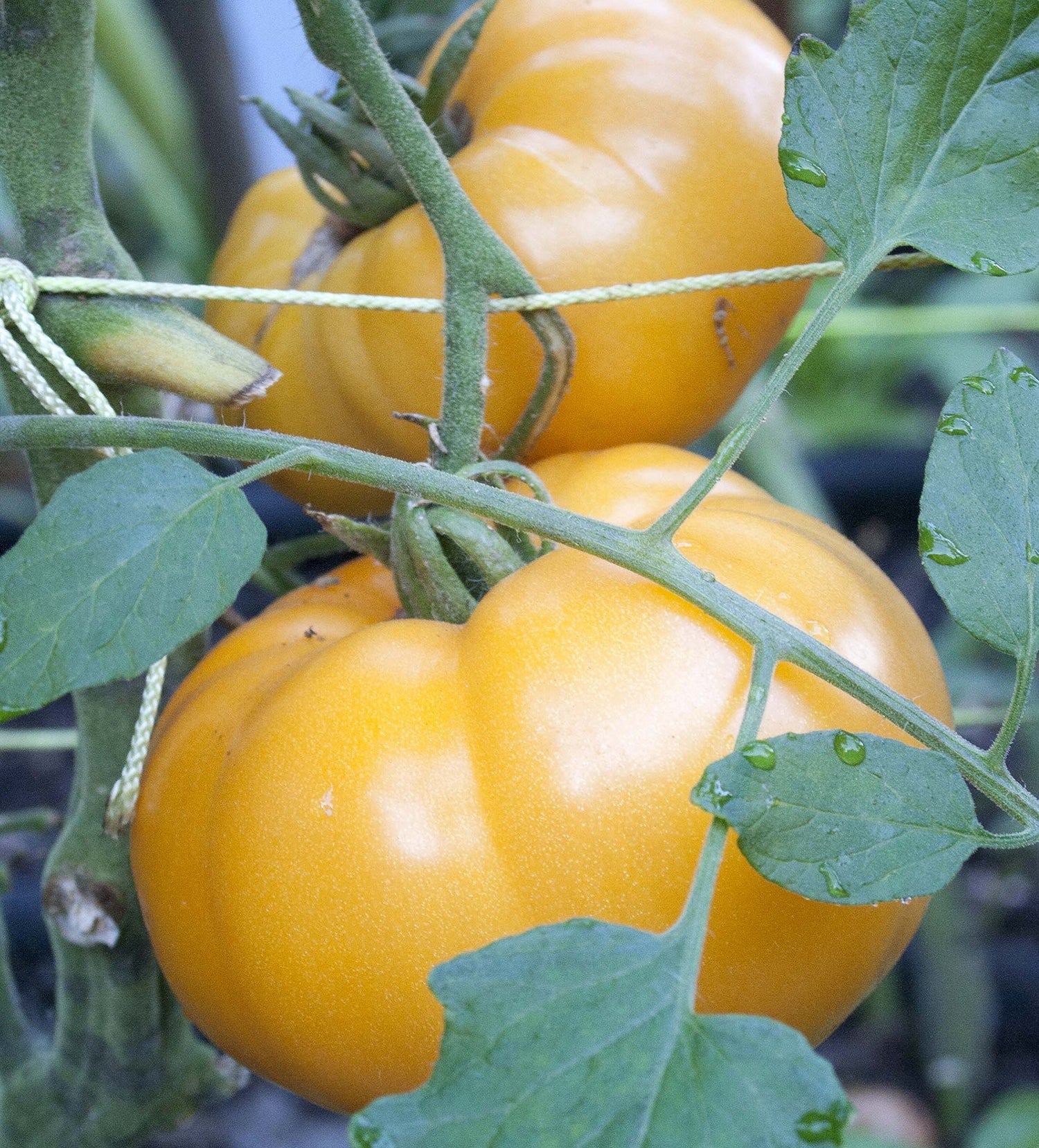 Yellow Brandywine Tomato Solanum lycopersicum for planting in backyard garden