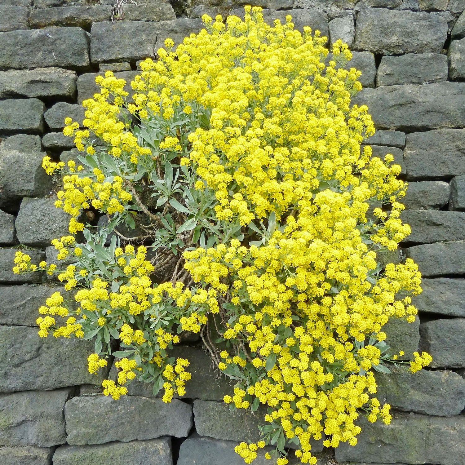 Alyssum Schnell Gold Ground Cover Flowering Seeds For Planting