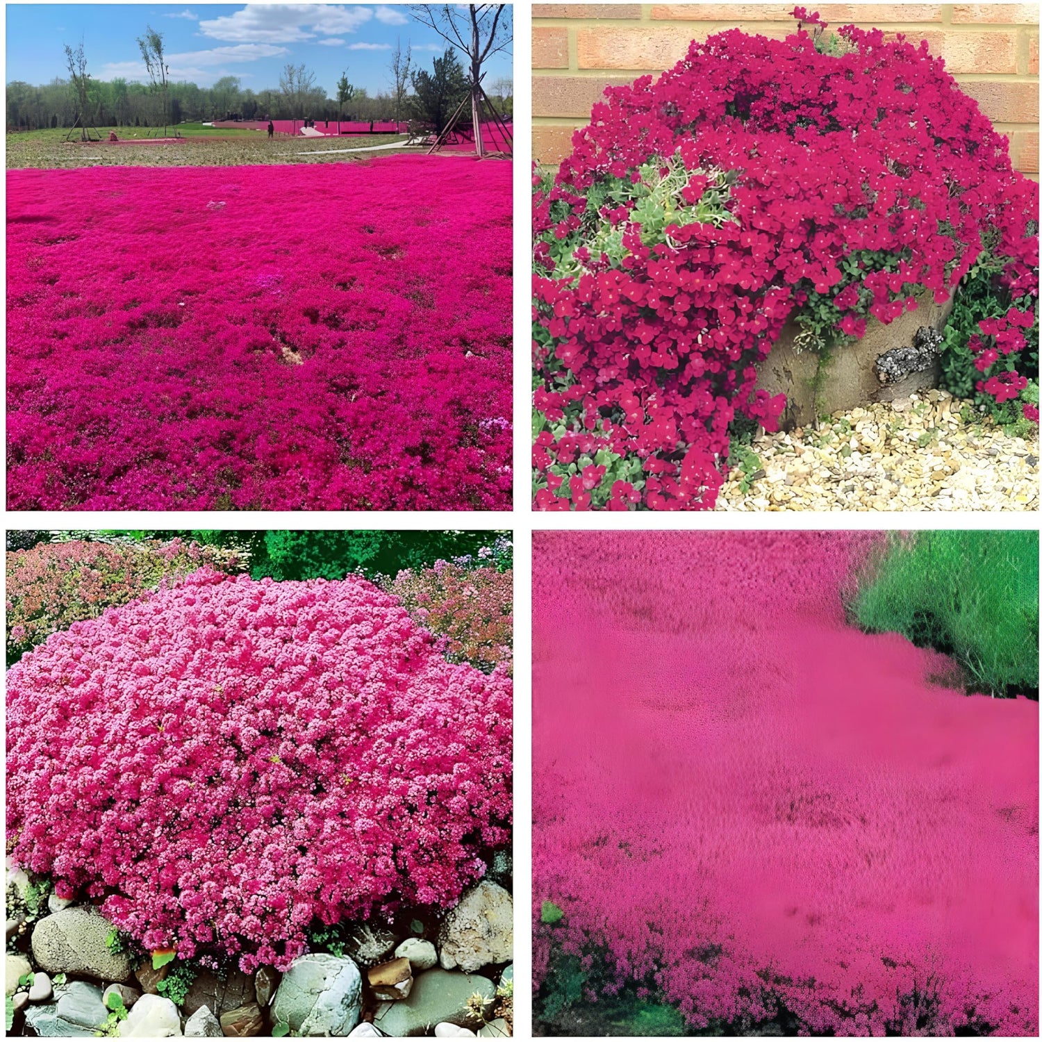Thyme Thymus Serpyllum Creeping Seeds for Planting – Ideal Ground Cover for Paths, Lawns, and Rock Gardens