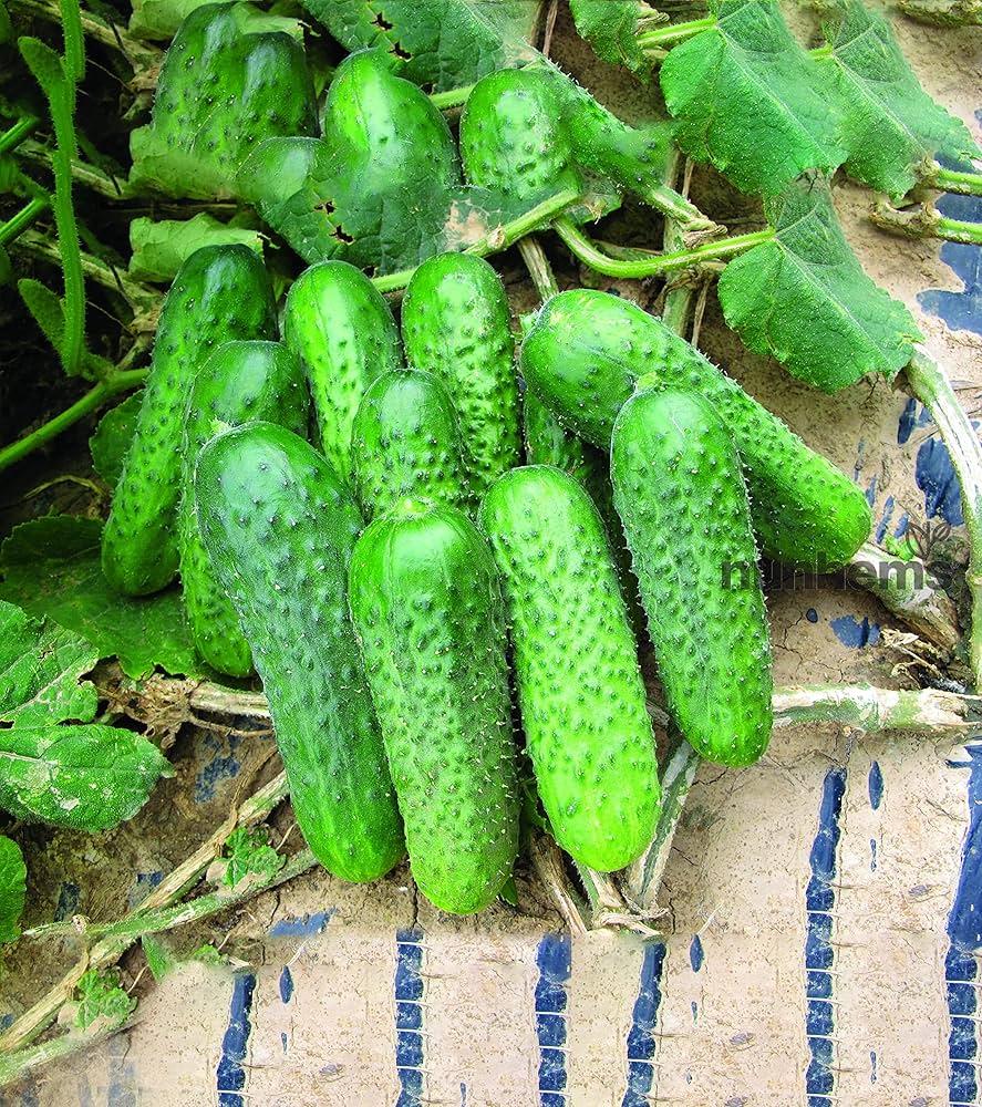 Cucumber Cucumis Sativus Bush Pickle Vegetable Seeds for Planting – Ideal for Small Kitchen Garden and Container Growing