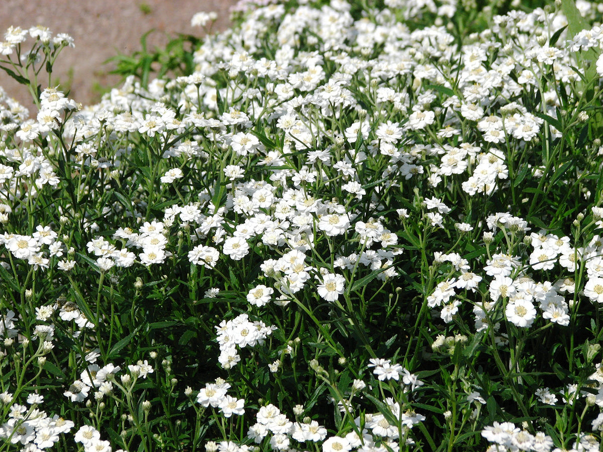 Yarrow Achillea ptarmica Perle Marsh flower seeds for planting in backyard gardening and borders
