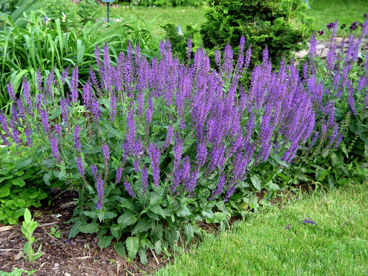 Blue Sage Seeds