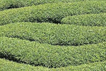 Green Corkscrew Rush Plant Seeds for Planting -Heirloom & Non-GMO Seeds for planting Dhara Seeds