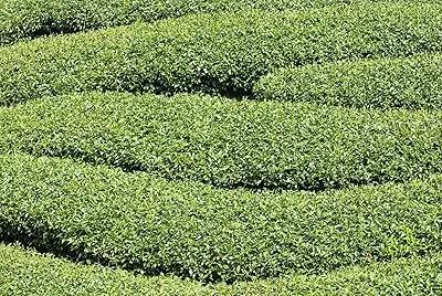 Green Corkscrew Rush Plant Seeds for Planting -Heirloom & Non-GMO Seeds for planting Dhara Seeds