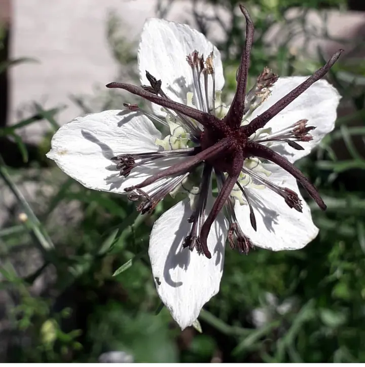 White Nigella African Flower Seeds for Planting - NON GMO Seeds Dhara Seeds