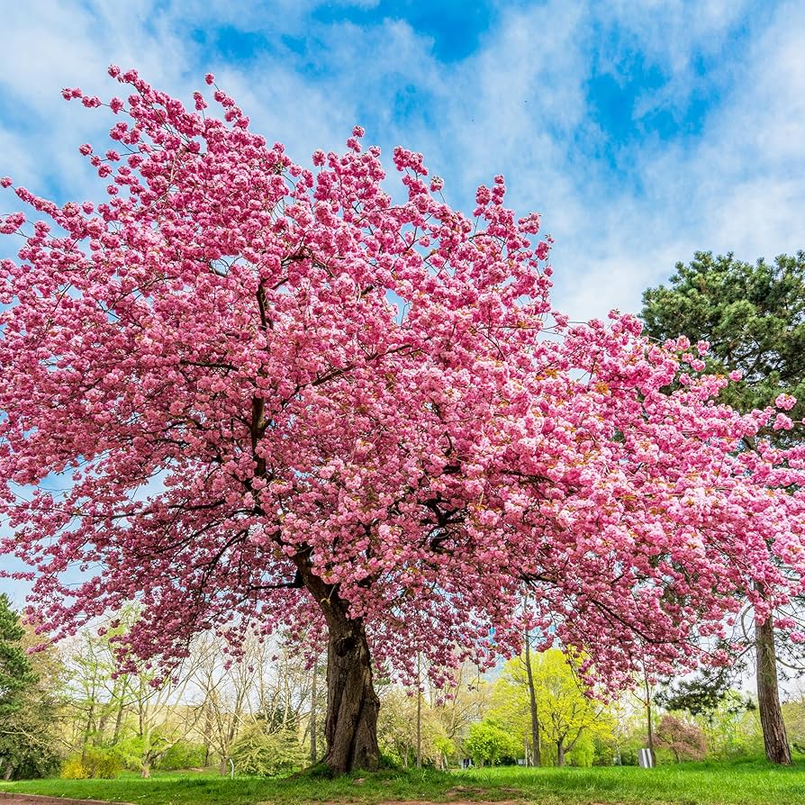Cherry Blossom Prunus Serrulata Japanese Sakura Flower Seeds for Planting – Ideal for Ornamental Landscaping