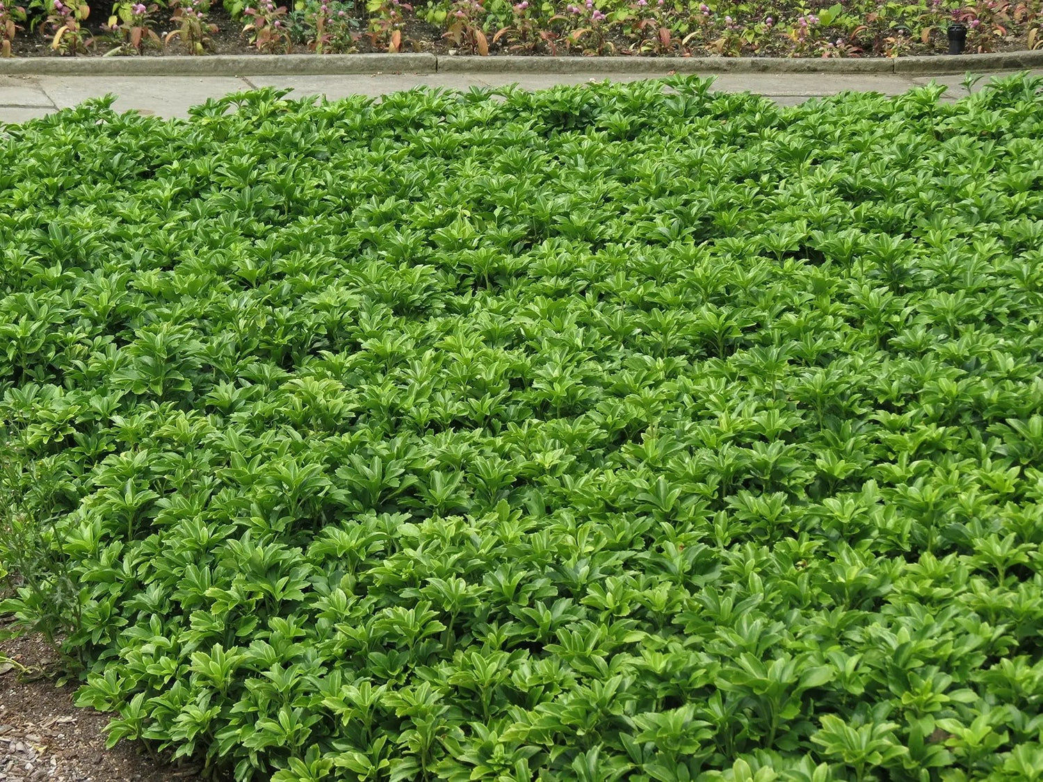 perennial-heirloom-non-gmo-pachysandra-seeds


