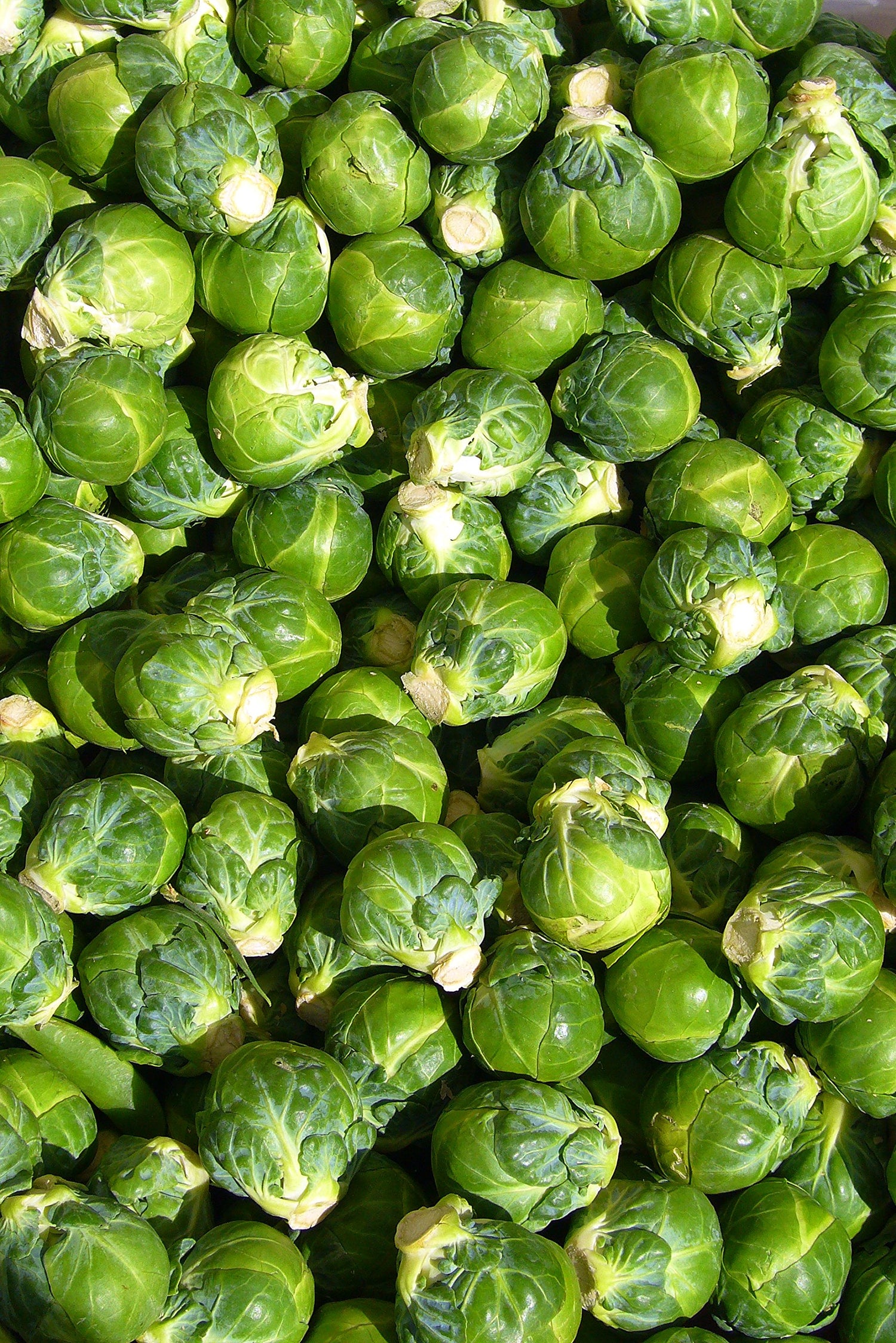 Capitola Brussels Sprout Seeds Brassica oleracea for Planting in Vegetable Patch