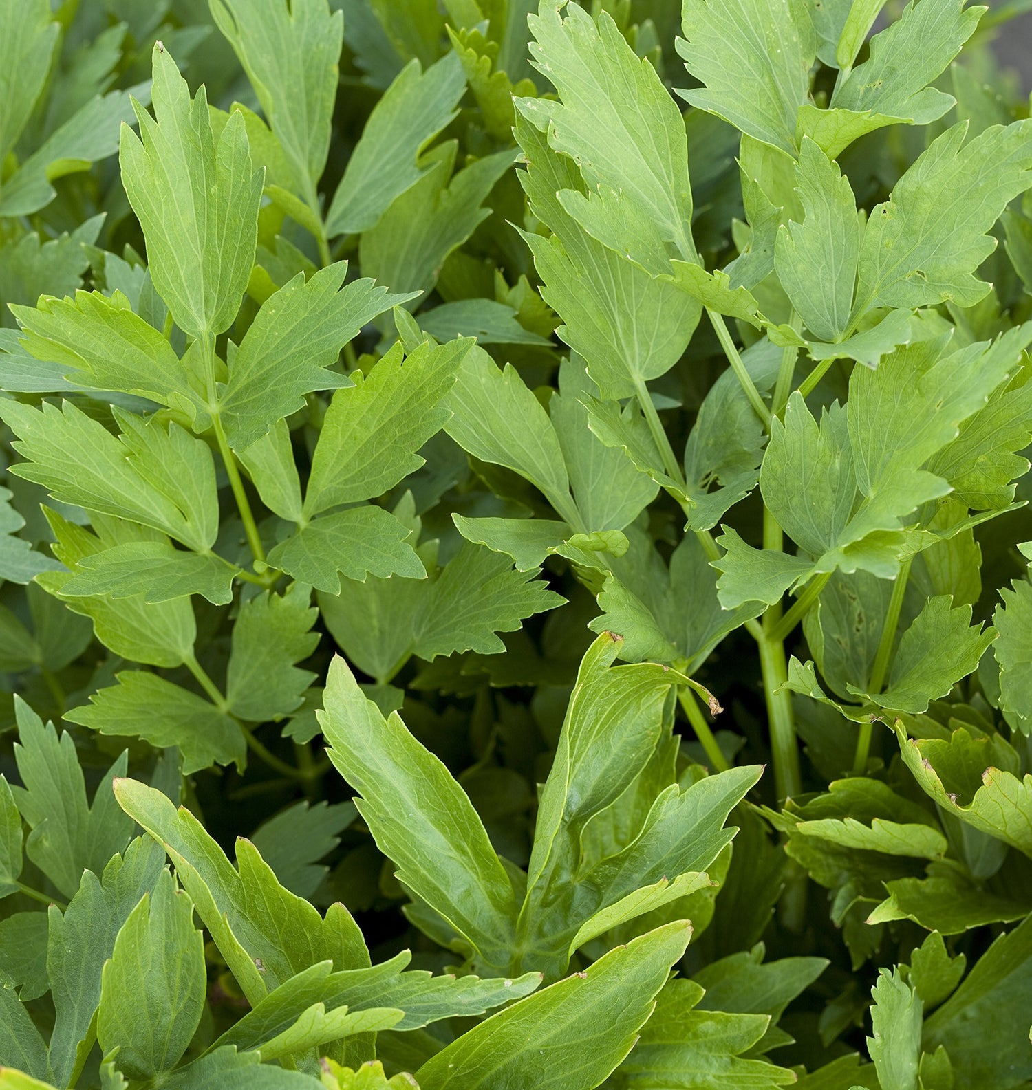 Light Green Lovage Plant Seeds for Planting-Heirloom & Non-GMO Seeds for planting