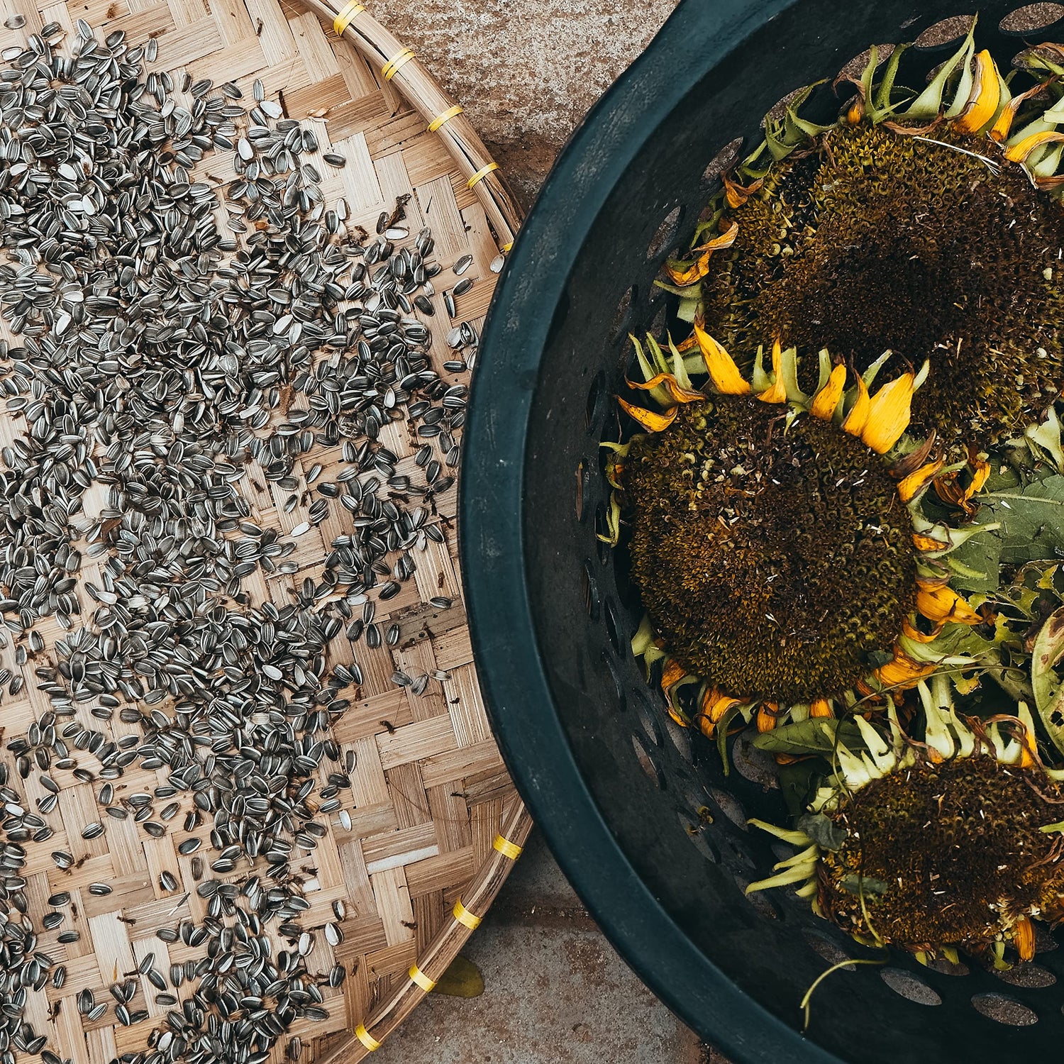 Sunflower Helianthus annuus Hoch Flowering Seeds For Planting in backyard gardening or pollinator beds