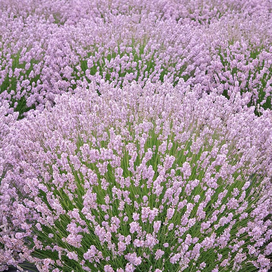 Rosea Rosa Lavender – Lavandula angustifolia – for planting in flower bed herb garden