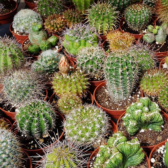 Cactus Mixed species flower seeds for planting in indoor pots or desert-themed garden