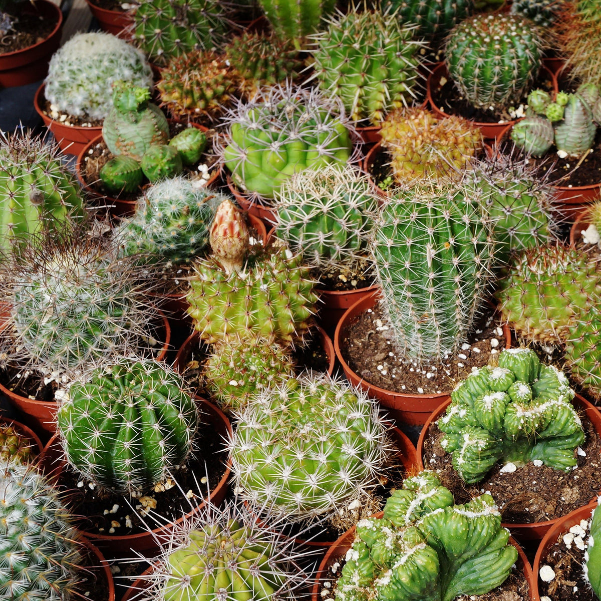 Flowering Cactus Mix Seeds for Planting Rare Exotic Desert Succulent Seeds