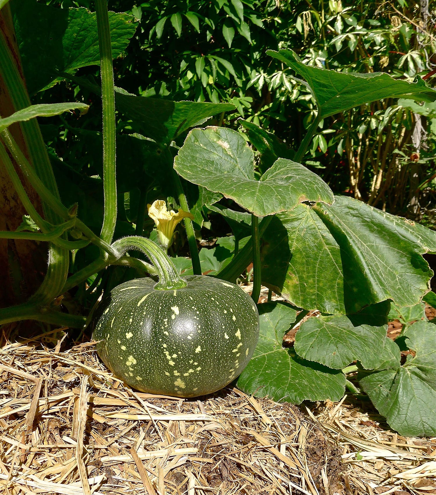 Pumpkin Cucurbita pepo Ukrainskyy Siryy vegetable seeds for planting in kitchen garden or raised beds