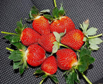  extra-large bright red super giant strawberries in garden

