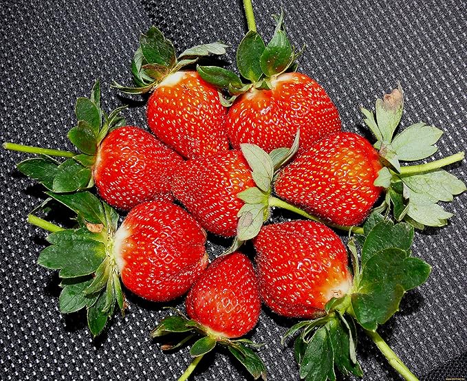  extra-large bright red super giant strawberries in garden

