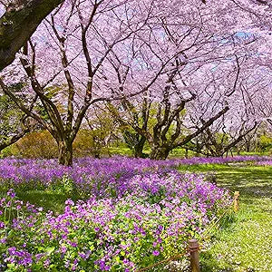 Rocket Hesperis matronalis Dame’s Flower Seeds for Planting in backyard wildflower gardens
