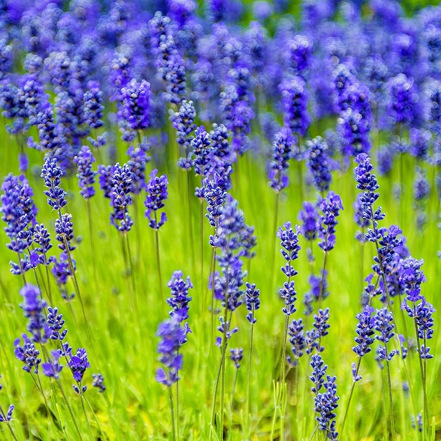 Heirloom Non-GMO Elegance Sky Blue Lavender Seeds