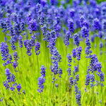 Heirloom Non-GMO Elegance Sky Blue Lavender Seeds