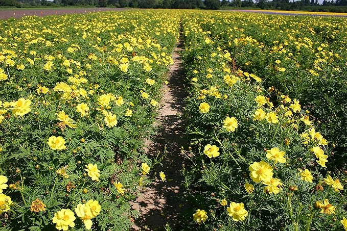 Cosmos Yellow Sunshine Seeds for Planting flower bed