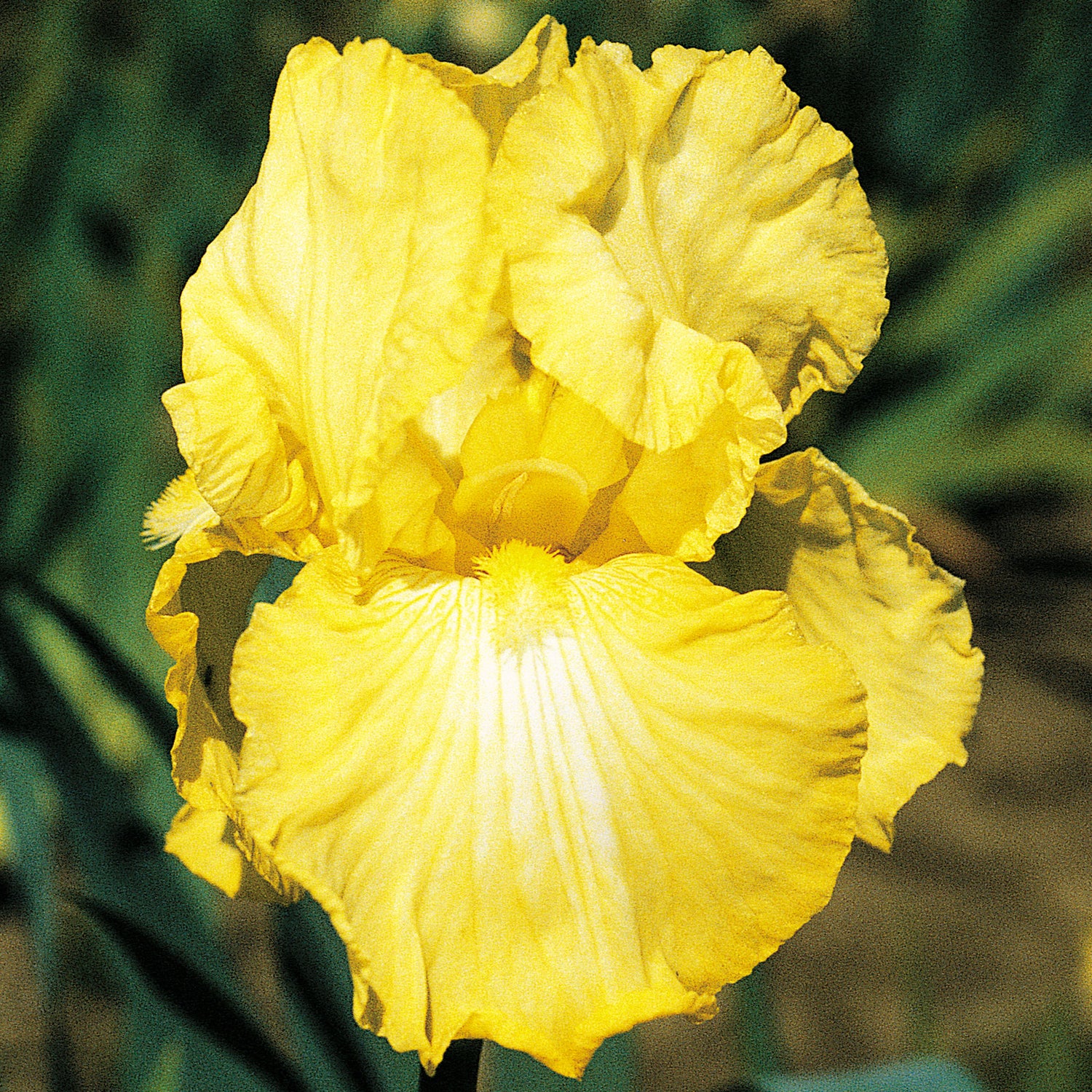 Re-Blooming Bearded Iris - Oregon Firestorm