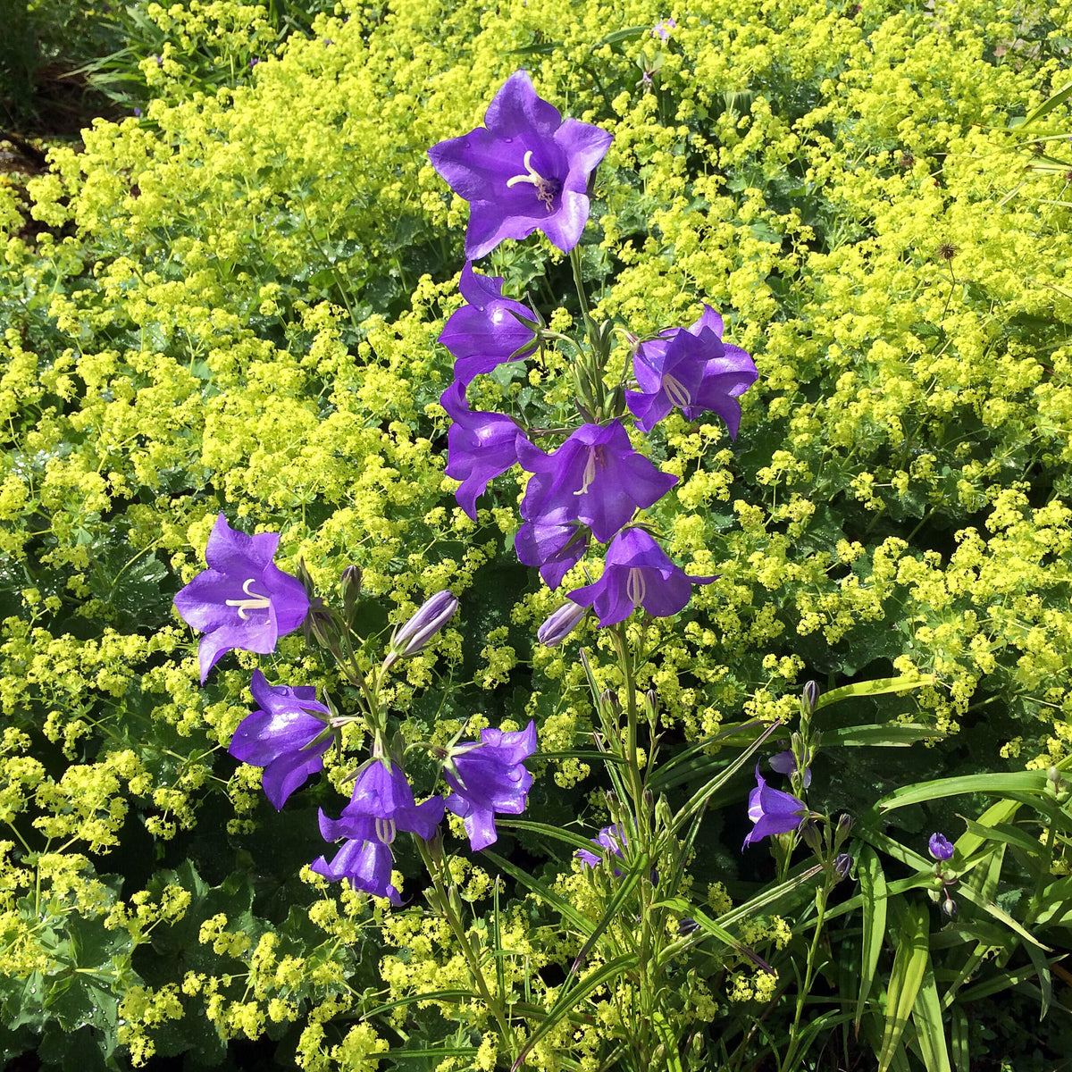 Peachleaf Bellflower Campanula persicifolia Seeds for Planting flower bed yard