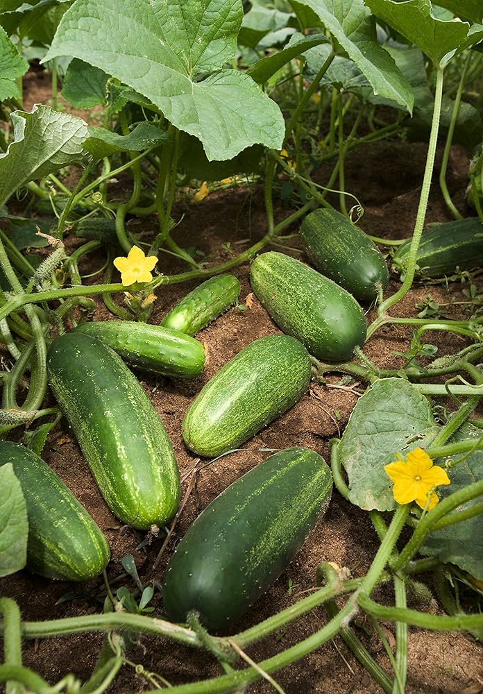 Super Reale F1 Cucumber Seeds for High-Yielding Garden Cucumbers