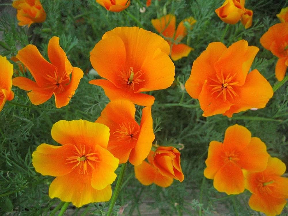California Poppy Eschscholzia Californica Flower Seeds for Planting in backyard gardening and flower beds